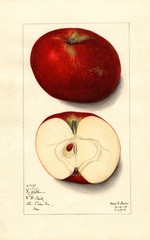 Apples, Doctor Walker (1912)