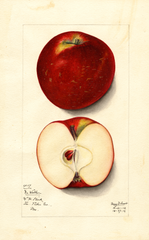 Apples, Doctor Walker (1912)