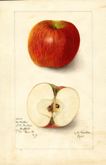 Apples, Doctor Walker (1905)