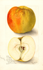Apples, Golden Ball (1905)