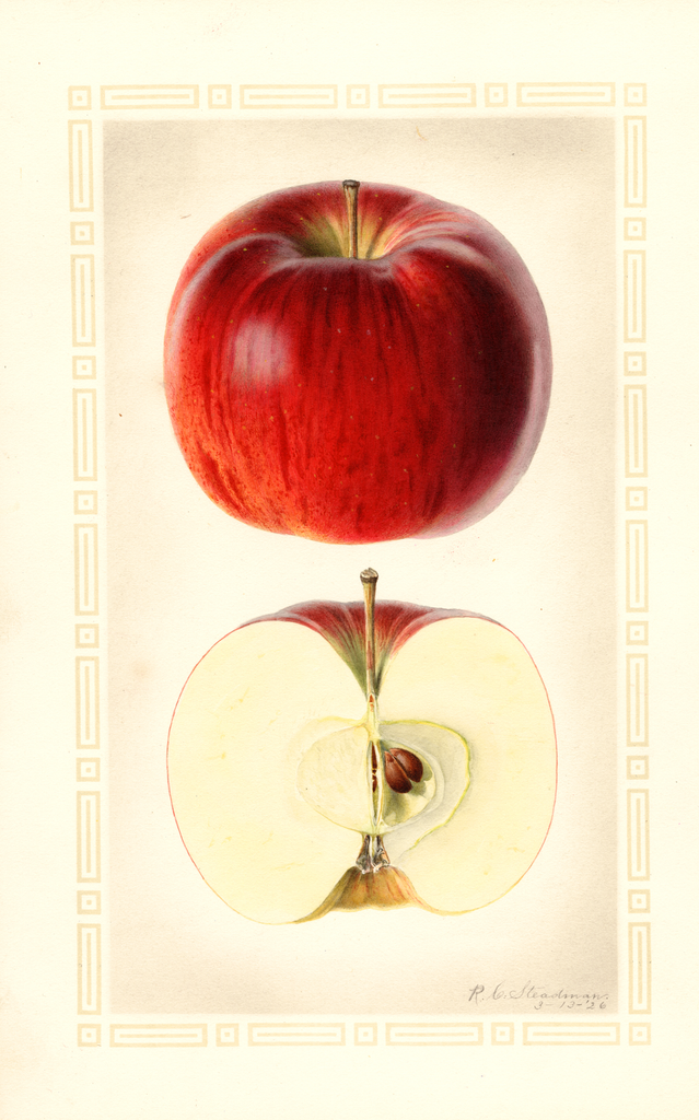 Apples, Drumhaller (1926)