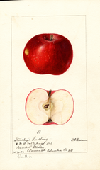 Apples, Studleys Seedling (1894)