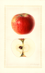Apples, Dudley (1927)