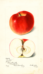 Apples, Dudley (1899)
