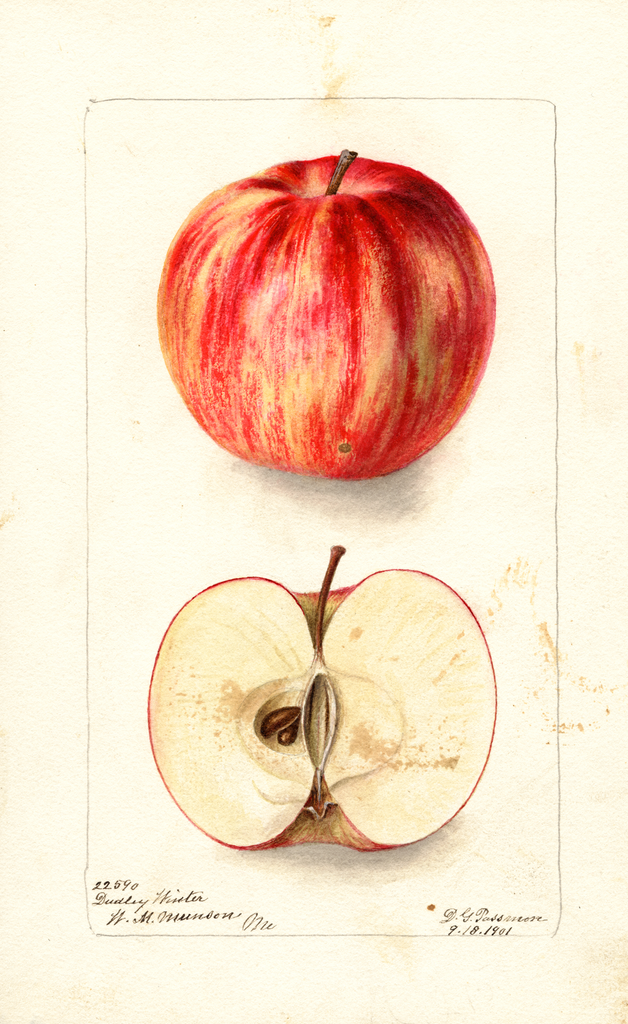 Apples, Dudley Winter (1901)