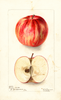 Apples, Dudley Winter (1901)