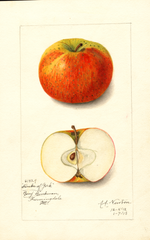 Apples, Duke Of York (1913)