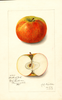 Apples, Duke Of York (1913)