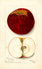 Apples, Dula Beauty (1903)