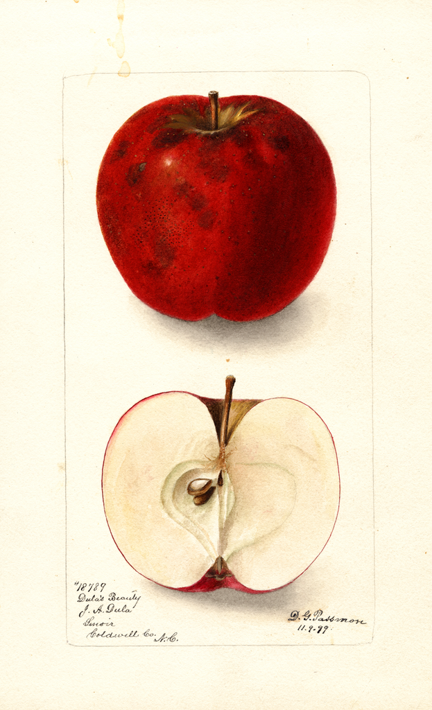 Apples, Dula Beauty (1899)