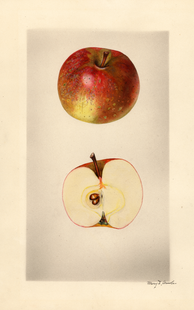 Apples, Dulaney (1927)