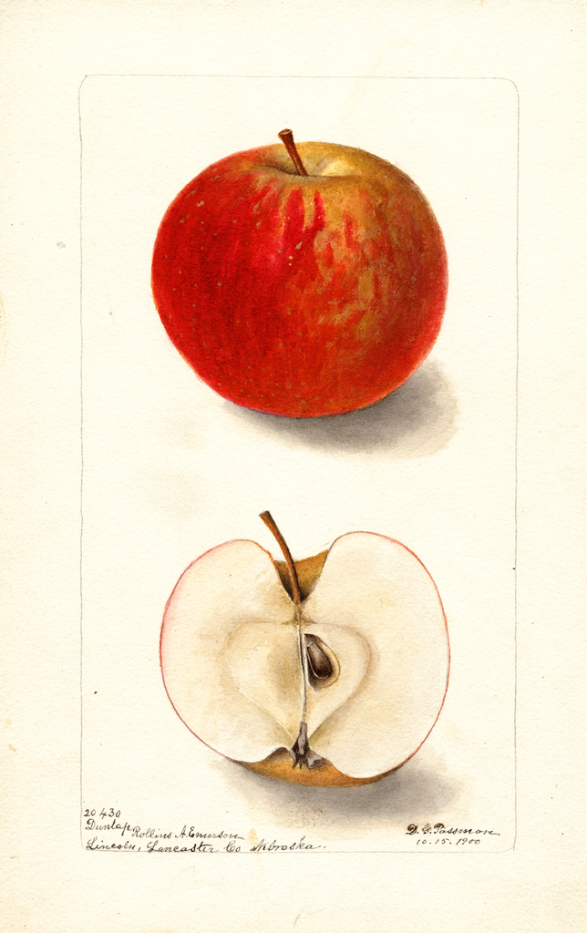 Apples, Dunlap (1900)