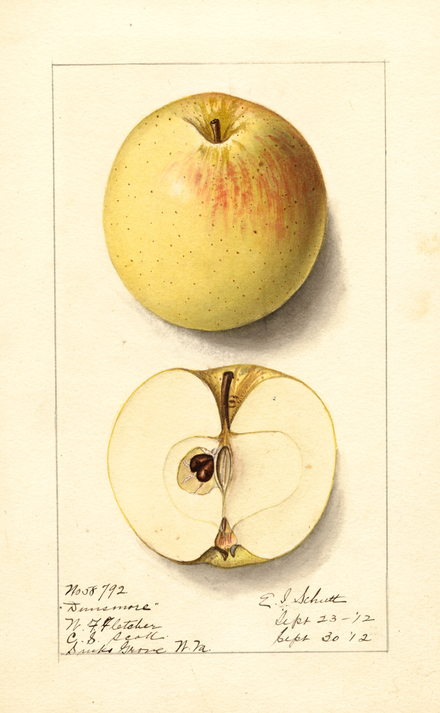 Apples, Dunsmore (1912)