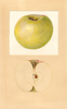 Apples, Earlham (1938)