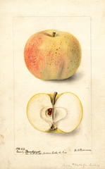 Apples, Early Breakfast (1899)