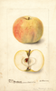 Apples, Early Breakfast (1899)