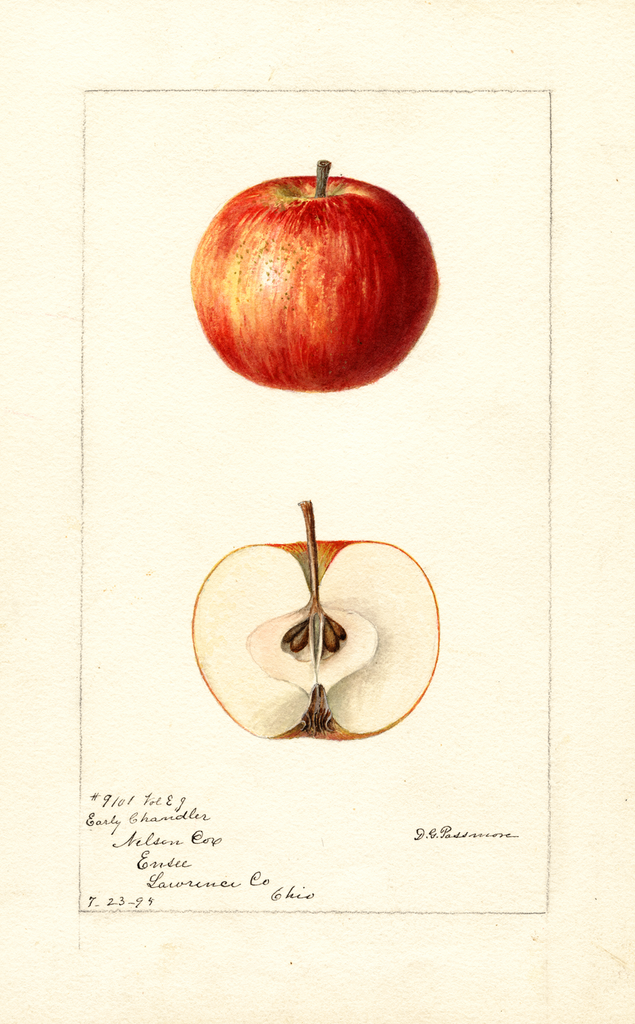 Apples, Early Chandler (1894)
