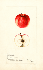 Apples, Early Cluster (1898)