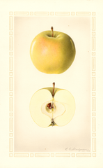 Apples, Early Cooper (1926)