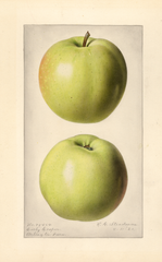 Apples, Early Cooper (1920)