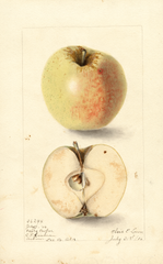Apples, Early Cooper (1906)