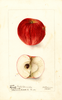 Apples, Early Edward (1900)