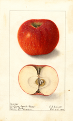 Apples, Indiana Favorite (1904)
