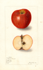 Apples, Indiana Favorite (1905)