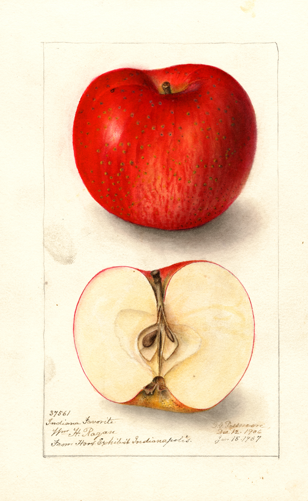 Apples, Indiana Favorite (1907)