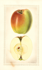 Apples, Indo (1928)