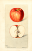 Apples, Ingram (1898)