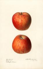 Apples, Ingram (1920)