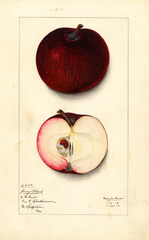 Apples, Jersey Black (1913)