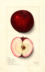 Apples, Jersey Black (1912)