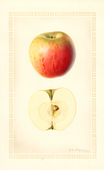 Apples, Jersey Sweet (1927)