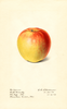 Apples, Lall Beauty (1917)