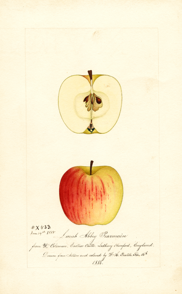 Apples, Lamb Abbey Pearmain (1888)