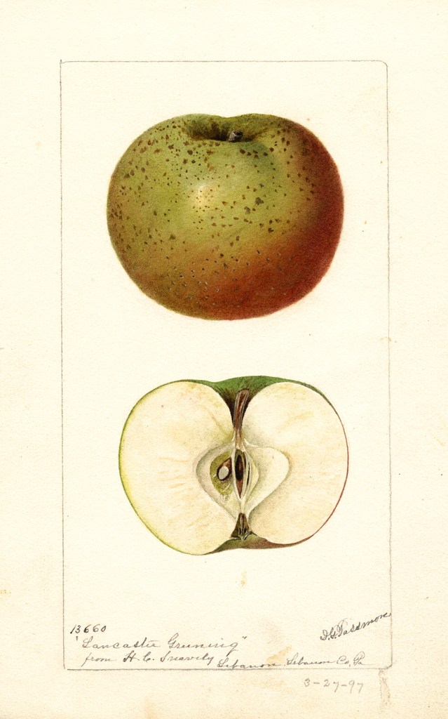 Apples, Lancaster Greening (1897)