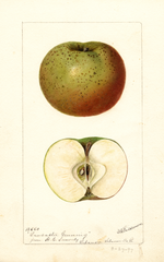Apples, Lancaster Greening (1897)