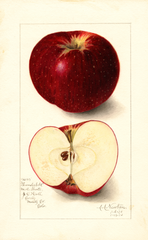 Apples, Thunderbolt (1910)