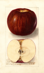 Apples, Thunderbolt (1907)
