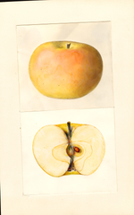 Apples, Landakergska (1939)