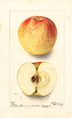 Apples, Magog (1903)