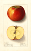 Apples, Magoon (1911)