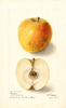 Apples, Magyar (1904)