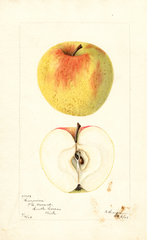 Apples, Hungarian (1902)
