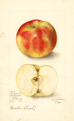 Apples, Goodwin (1905)
