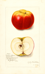 Apples, Maiden Blush (1912)