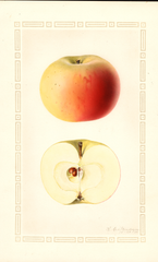 Apples, Maiden Blush (1930)