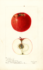Apples, Makefield (1901)